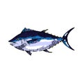 tuna fish sketch hand drawn vector Royalty Free Stock Photo