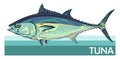 Tuna fish is a species of mackerel. Tunny. Thunnus. Fish for labels, logo, packaging. Fishing for tuna. Atlantic or Pacific tuna.