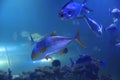 Tuna fish swimming in clear aquarium water Royalty Free Stock Photo