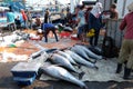 Tuna fish trade at Qui Nhon fish port, Vietnam. Royalty Free Stock Photo