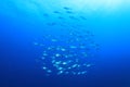 Tuna Fish Underwater