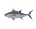 Tuna fish vector illustration in flat design isolated on white background. Royalty Free Stock Photo