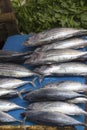 Tuna fishes sold in a rural market