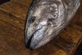 Tuna head at Tsukiji fishmarket, Tokyo, Japan Royalty Free Stock Photo