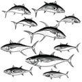 Tuna Illustrations Royalty Free Stock Photo