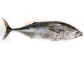 Tuna /Little Tuna Thunnus Thynnus Royalty Free Stock Photo