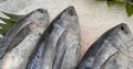 Tuna Mackerel fish fresh in the ice, local produce fish, japanese katsuo fish, or bonito tuna or cakalang or tongkol Royalty Free Stock Photo