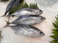 Tuna Mackerel fish fresh in the ice, local produce fish, japanese katsuo fish, or bonito tuna or cakalang or tongkol Royalty Free Stock Photo