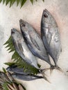 Tuna Mackerel fish fresh in the ice, local produce fish, japanese katsuo fish, or bonito tuna or cakalang or tongkol Royalty Free Stock Photo