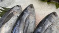 Tuna Mackerel fish fresh in the ice, local produce fish, japanese katsuo fish, or bonito tuna or cakalang or tongkol Royalty Free Stock Photo