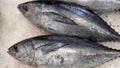 Tuna Mackerel fish fresh in the ice, local produce fish, japanese katsuo fish, or bonito tuna or cakalang or tongkol Royalty Free Stock Photo