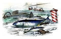 Tuna, mackerel, vintage engraving