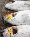 Tuna market tokyo fish market