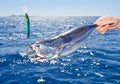 Tuna Mediterranean big game fishing Royalty Free Stock Photo