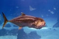 Tuna open mouth eating underwater close up