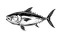 Tuna. Sea fish drawn in ink. Black and white outline with blue color. Vector illustration. Royalty Free Stock Photo