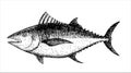 Tuna sketch. Hand drawn vector illustration of a fish isolated on a white background. Retro style.