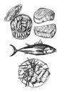 Tuna sketch vector illustration. Hand drawn set of pictures with fish.