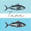 Tuna sketch vector illustration. Hand drawn set of pictures with fish. Food illusttration for menu of care.