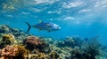 Tuna swims in sunlit water above vibrant coral reef, showcasing marine life and underwater ecosystem Royalty Free Stock Photo