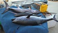 Tuna and swordfish in Crete