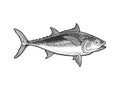 Tuna tunny fish sketch vector illustration