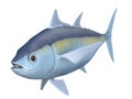 Tunafish Royalty Free Stock Photo