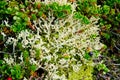Tundra flora. Lichen, moss, berries