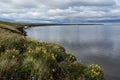 Tundra with flowers on the beach. Royalty Free Stock Photo