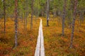 Tundra forest in autumn Finland near the Russia border. Wooden timber footpath on the water forest Royalty Free Stock Photo