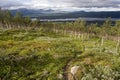 Tundra Landscape