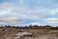 Tundra landscape with moss, glass and stouns in the north of Norway or Russia and blue sky with clouds