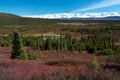 Tundra near Wonder Lake campsite, Denali