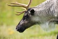 Tundra Raindeer (Rangifer tarandus)