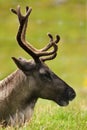 Tundra Reindeer - (Rangifer tarandus)