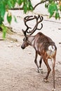 Tundra Reindeer - (Rangifer tarandus) Royalty Free Stock Photo