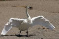 Tundra Swan Royalty Free Stock Photo