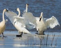 Tundra Swan disturbance on the ice shelf