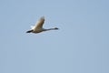 Tundra Swan Flying in a Blue sky Royalty Free Stock Photo