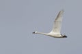 Tundra Swan Flying North in Spring
