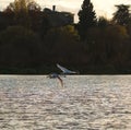 Tundra Swan flying over a lake Royalty Free Stock Photo