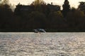 Tundra Swan flying over a lake Royalty Free Stock Photo