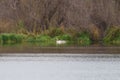 Tundra Swan feeding and resting in lakeside marsh Royalty Free Stock Photo