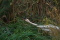 Tundra Swan feeding and resting in lakeside marsh Royalty Free Stock Photo