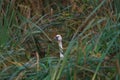 Tundra Swan feeding and resting in lakeside marsh Royalty Free Stock Photo