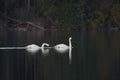 Tundra Swan feeding and resting in lakeside marsh Royalty Free Stock Photo