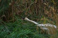 Tundra Swan feeding and resting in lakeside marsh Royalty Free Stock Photo