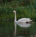 Tundra Swan feeding and resting in lakeside marsh Royalty Free Stock Photo