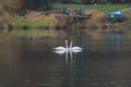 Tundra Swan feeding and resting in lakeside marsh Royalty Free Stock Photo