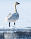 Tundra Swan Royalty Free Stock Photo